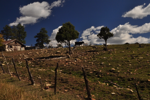 cows on Echo Basin Rd
